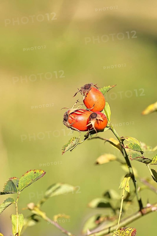 Ripe rose hip fruit of the dog rose (Rosa canina) on a branch, close-up, Wilnsdorf, North Rhine-Westphalia, Germany