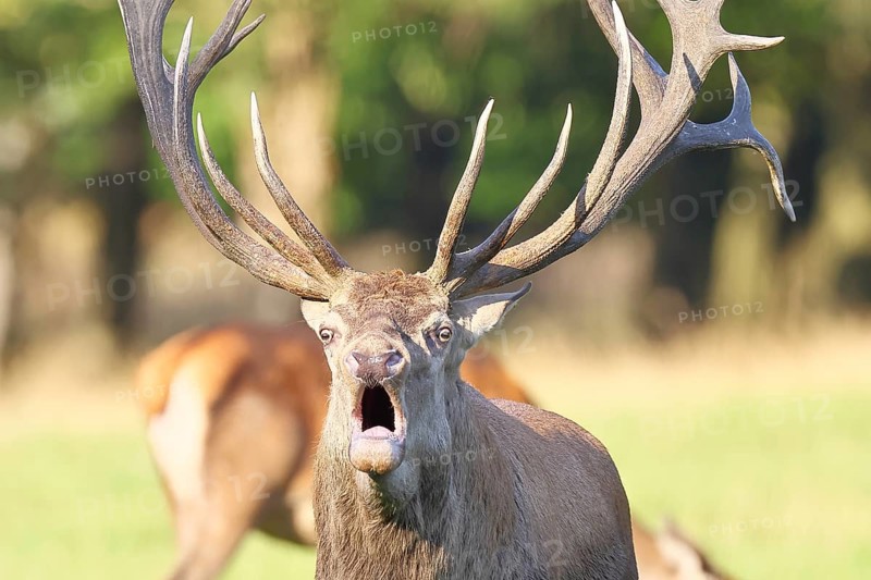 Red deer (Cervus elaphus) during rutting season, capital deer roaring in a forest clearing, animal portrait, wildlife, autumn, Sauerland, North Rhine-Westphalia, Germany