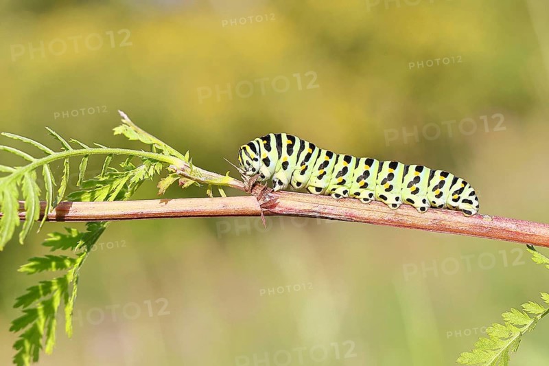 Swallowtail caterpillar (Papilio machaon), caterpillar sitting on wild carrot (Daucus carota), Trupbacher Heide nature reserve with heaths and lean grasslands, former military training ground, Siegerland, North Rhine-Westphalia, Germany