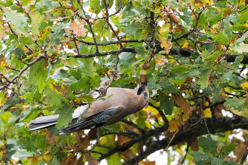 A jay (Garrulus glandarius) collects acorns in an oak tree (Quercus), Hesse, Germany