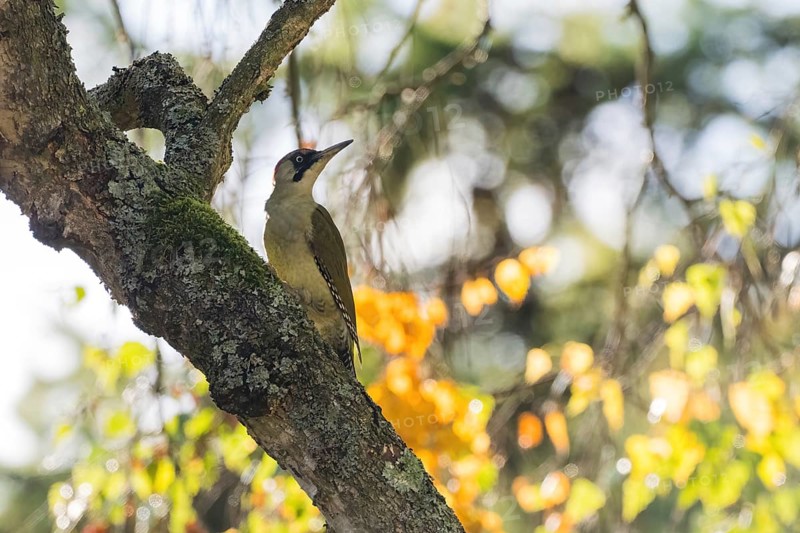 A green woodpecker (Picus viridis) on a mossy trunk in filtered autumn light, autumnal bokeh, Hesse, Germany