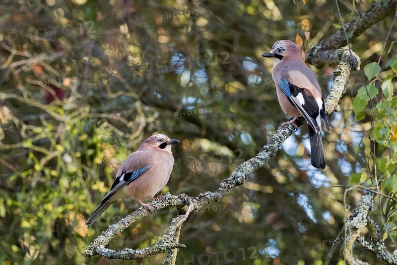 Two jays (Garrulus glandarius) sit on a lichen-covered branch and look at each other in a quiet forest, Hesse, Germany