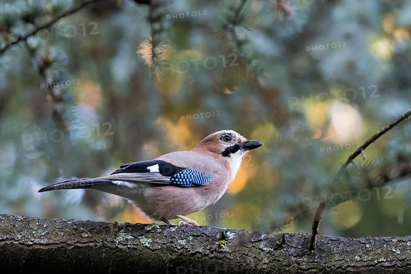 A jay (Garrulus glandarius) rests on a branch in front of cool coniferous forest bokeh, Hesse, Germany