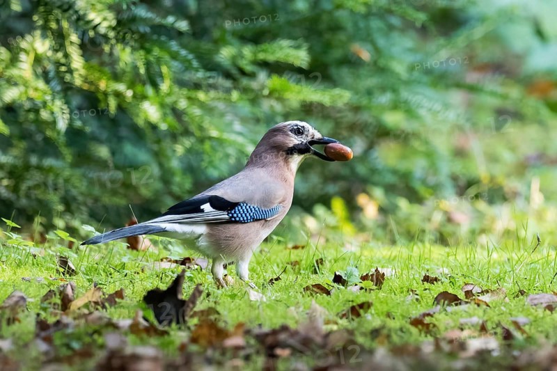 Eurasian Jay (Garrulus glandarius) with acorn walks through autumn grass in front of gentle bokeh, Hesse, Germany