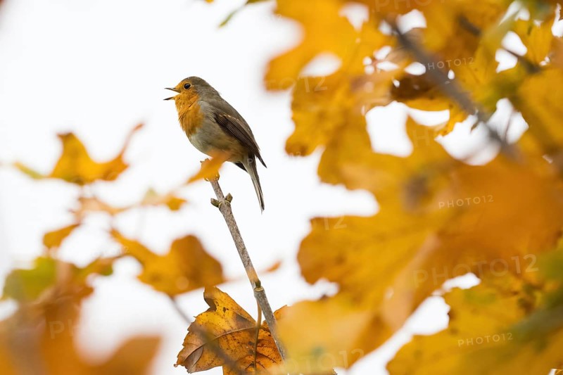 A robin (Erithacus rubecula) sings on a branch between glowing autumn leaves in warm light, Hesse, Germany