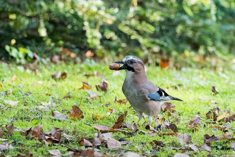 A jay (Garrulus glandarius) carries an acorn across the grassy clearing in soft morning light, Hesse, Germany