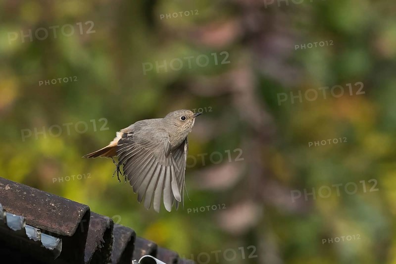 A house redtail (Phoenicurus ochruros) flies over a roof near the roof tiles in front of green bokeh, alive and light, Hesse, Germany