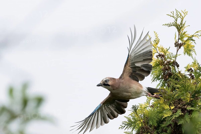 A jay (Garrulus glandarius) flies off the branch of a yew (Taxus baccata), its wings wide open against a clear sky, Hesse, Germany