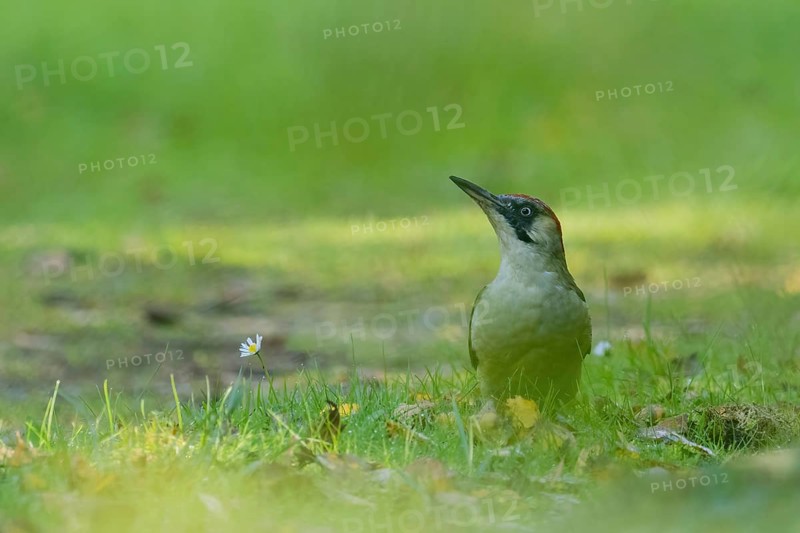 A green woodpecker (Picus viridis) stands in the grass next to a daisy surrounded by soft greenery, Hesse, Germany