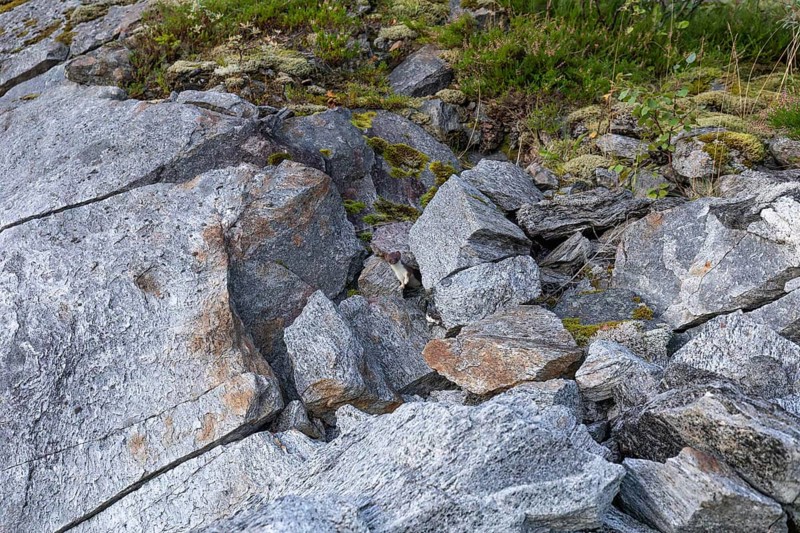 Ermine between rocks at Stetind in northern Norway