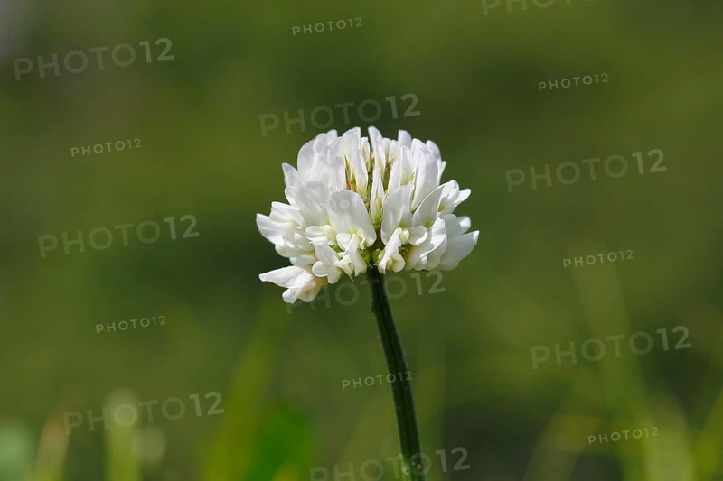 White clover (Trifolium repens), single flower, North Rhine-Westphalia, Germany