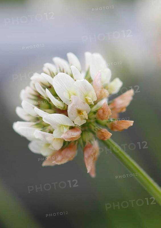White clover (Trifolium repens), single flower, North Rhine-Westphalia, Germany