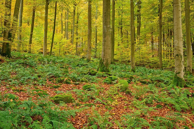 Autumn forest with dense fern growth and tall trees, under moss-covered terrain, autumn, Spessart, Bavaria, Germany