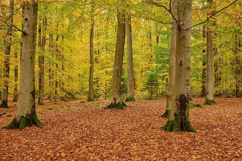 Autumn forest with high-altitude trees and yellow deciduous soil, autumn, Spessart, Bavaria, Germany