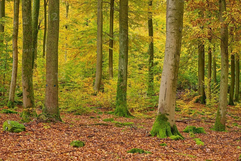 Quiet forest covered with tall trees and moss, surrounded by autumn leaves, autumn, Spessart, Bavaria, Germany