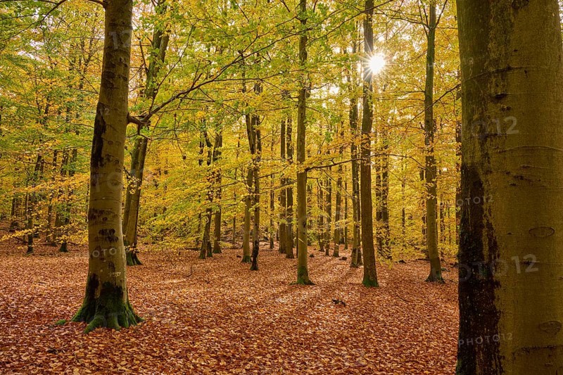 Autumn forest with sunlight and yellow leafy soil, autumn, Spessart, Bavaria, Germany