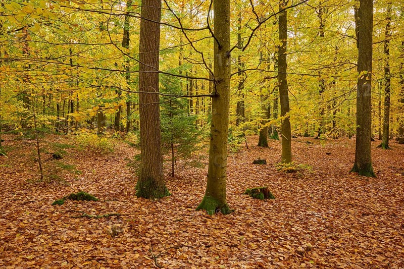 Autumn forest with yellow foliage and tall trees, autumn, Spessart, Bavaria, Germany