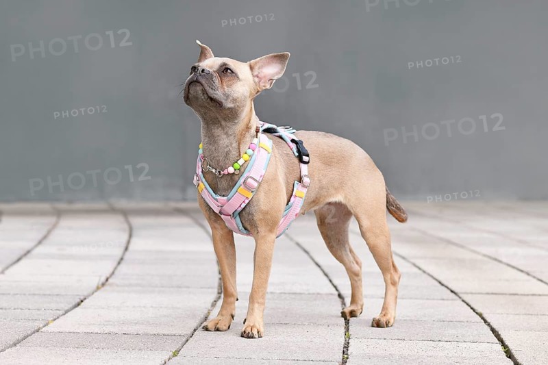 Side view of blue fawn French Bulldog with long healthy nose and tail wearing a y-shaped dog harness and necklace in front of gray wall