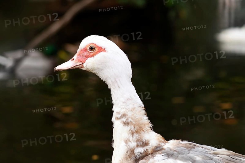 Close up portrait of a Domestic Muscovy duck with vivid red facial skin