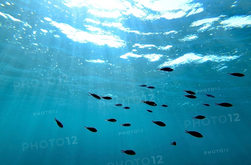 A school of damselfish (chromis) under the surface, majorca, balearics, spain