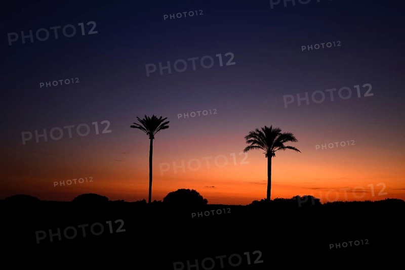 Date palm trees at sunset, majorca, balearics, spain
