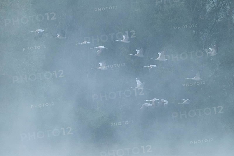 Crane (Grus grus) flying in front of a forest, fog, clouds of fog, Lower Saxony, Germany