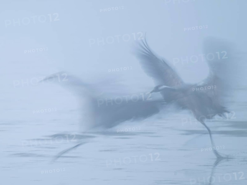 Crane (Grus grus), two cranes taking off to fly from a shallow water zone of a lake, motion blur, long exposure, moving, mopping effect, Lower Saxony, Germany