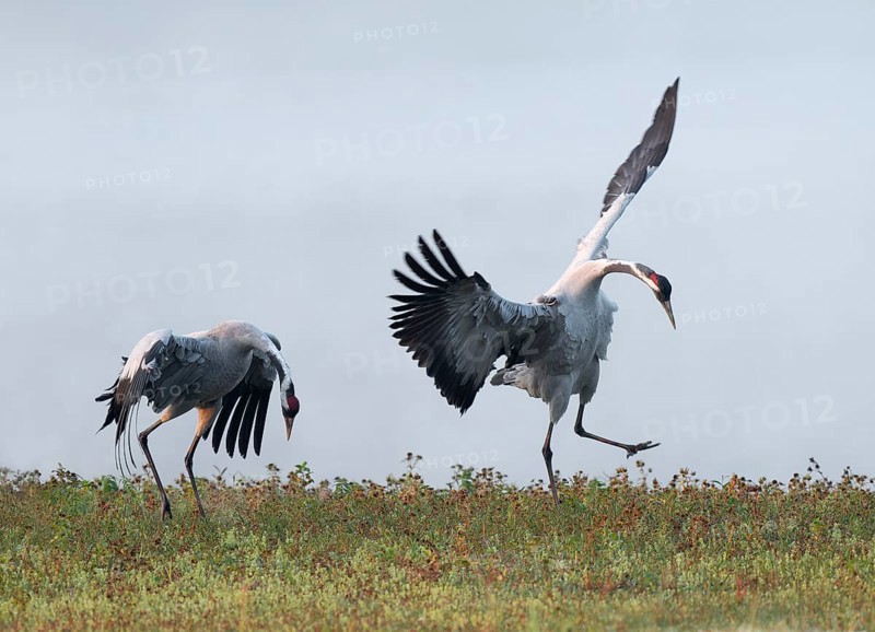 Crane (Grus grus), cranes just after copula, mating in a wetland, wetland, Lower Saxony, Germany