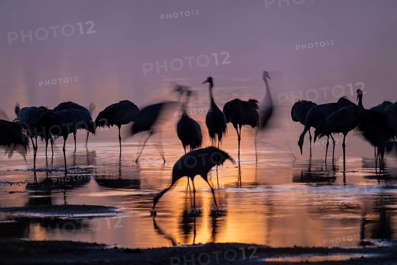 Crane (Grus grus), cranes standing in the shallow water zone of a lake in warm, orange morning light, silhouettes, motion blur, long exposure, moving, wiping effect, Lower Saxony, Germany