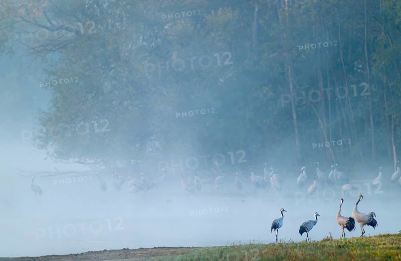 Crane (Grus grus), cranes stand on a wet meadow and in the shallow water of a lake, two cranes call, forest in the back, morning fog, clouds of fog, Lower Saxony, Germany