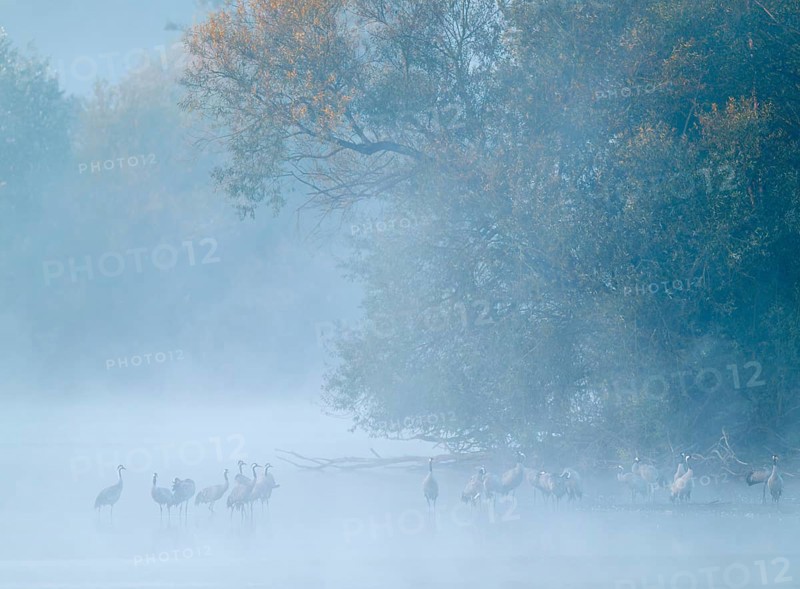 Crane (Grus grus), cranes standing in the shallow water zone of a lake, forest, morning fog, clouds of fog, Lower Saxony, Germany