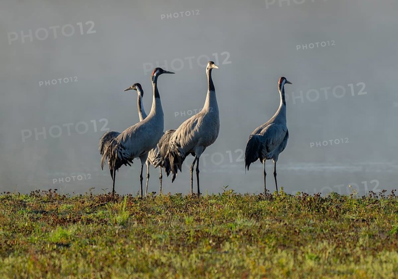 Crane (Grus grus), four cranes standing on a wet meadow in a wetland in front of a body of water, Lower Saxony, Germany