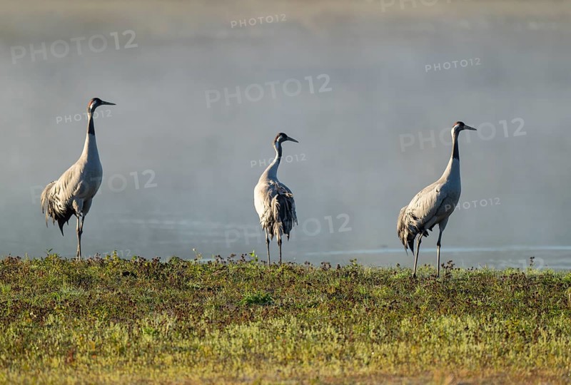 Crane (Grus grus), three cranes standing on a wet meadow in a wetland in front of a body of water, Lower Saxony, Germany