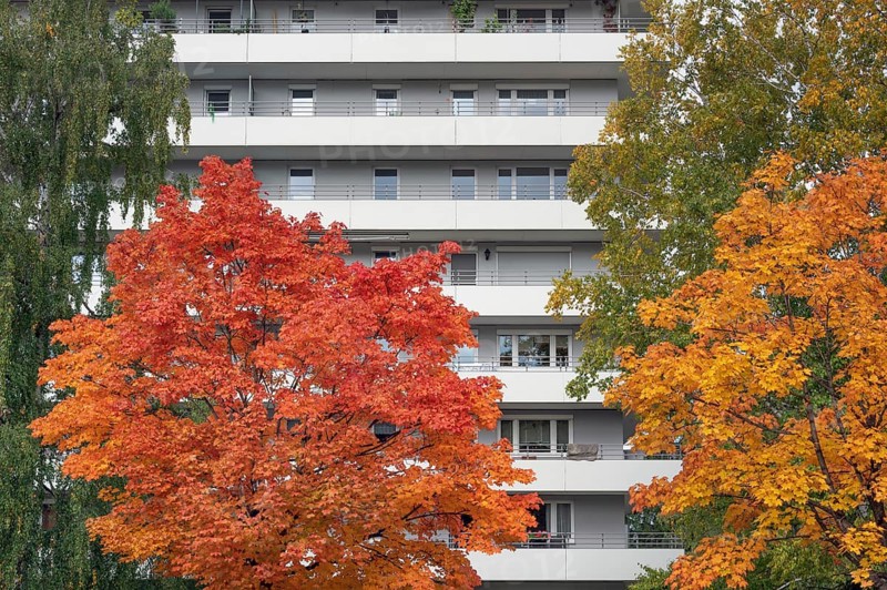 Autumn-colored maples (Acer), in front of high-rise building with concrete balconies, Kempten, Swabia, Bavaria, Germany