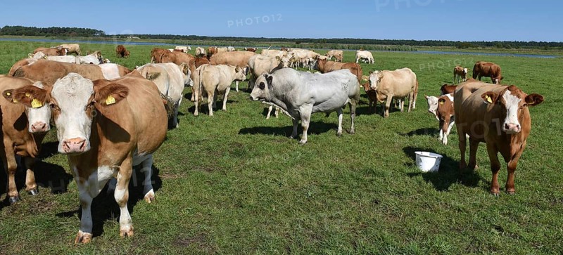 Cattle, on a pasture on the Prerower Strom on the Darß peninsula, Mecklenburg-Western Pomerania, Germany