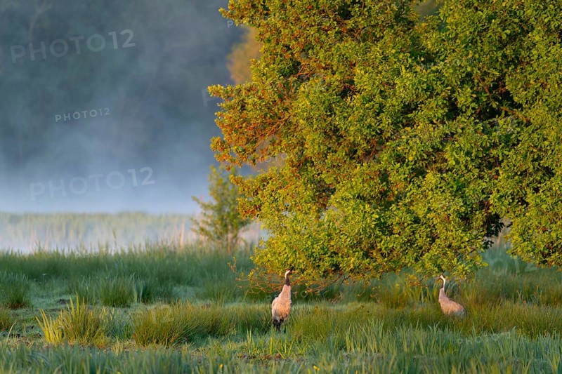 Crane (Grus grus), two cranes, pair, in a wetland, wet meadow under a pedunculate oak (Quercus robur), morning fog, clouds of fog, Lower Saxony, Germany