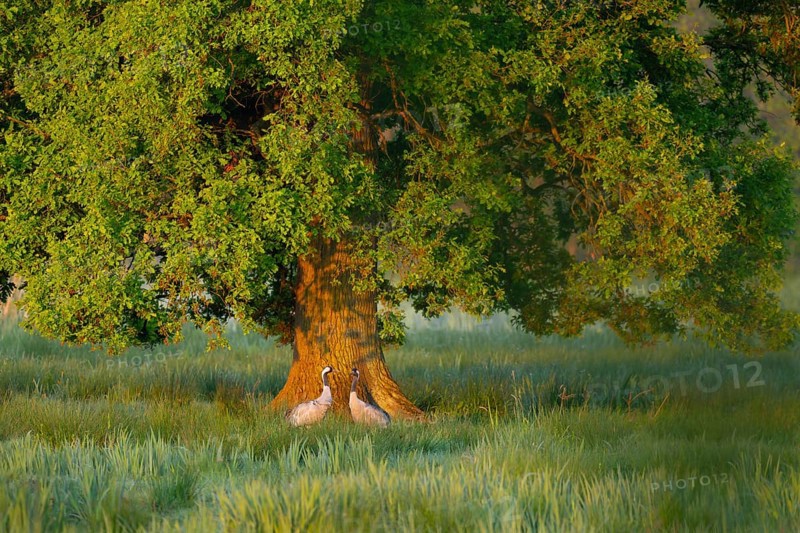 Crane (Grus grus), two cranes, pair, in a wetland, wet meadow under a pedunculate oak (Quercus robur), Lower Saxony, Germany