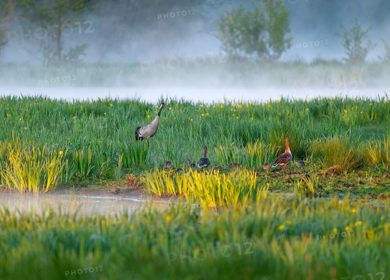 Crane (Grus grus) stands in a wetland, wet meadow with swamp iris (Iris pseudacorus), blooming, morning fog, clouds of fog, Lower Saxony, Germany