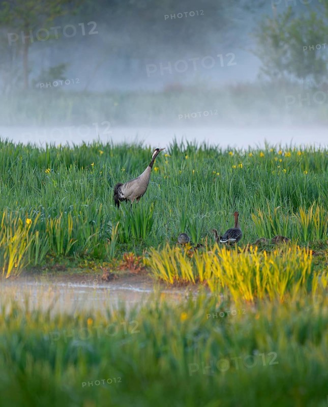 Crane (Grus grus) stands in a wetland, wet meadow with swamp iris (Iris pseudacorus), blooming, morning fog, clouds of fog, Lower Saxony, Germany