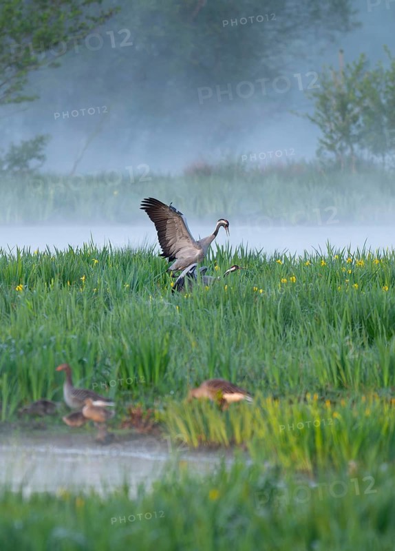Crane (Grus grus), cranes near the copula, mating, in a wetland, wet meadow with marsh iris (Iris pseudacorus), blooming, morning fog, clouds of fog, Lower Saxony, Germany