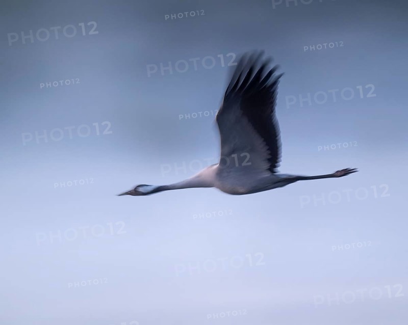 Crane (Grus grus) flying in morning light, motion blur, long exposure, puller, wiping effect, Lower Saxony, Germany