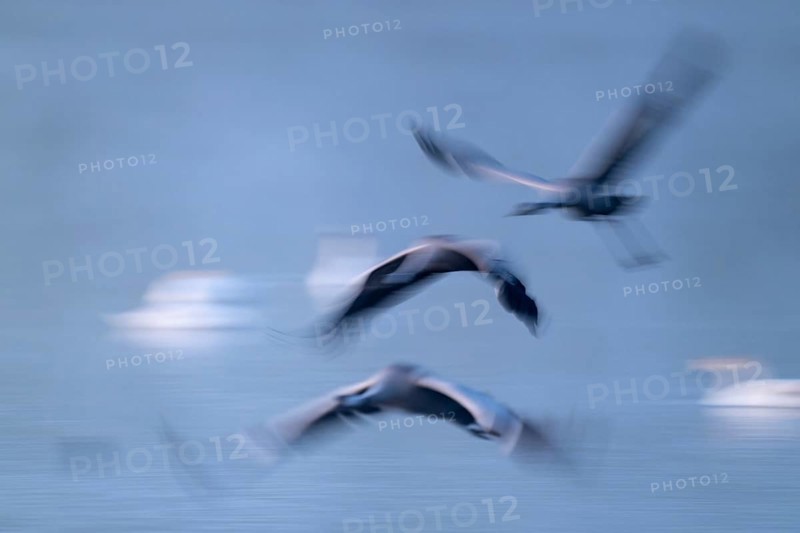 Crane (Grus grus) three cranes flying over a lake in morning light, motion blur, long exposure, moving, mopping effect, Lower Saxony, Germany