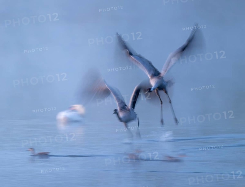 Crane (Grus grus), two cranes flying over a shallow water zone of a lake in morning light, motion blur, long exposure, moving, mopping effect, Lower Saxony, Germany
