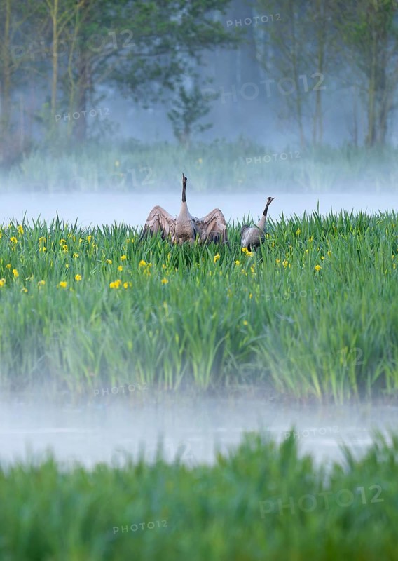 Crane (Grus grus), cranes courting in a wetland, wet meadow with swamp iris (Iris pseudacorus), blooming, morning fog, clouds of fog, Lower Saxony, Germany