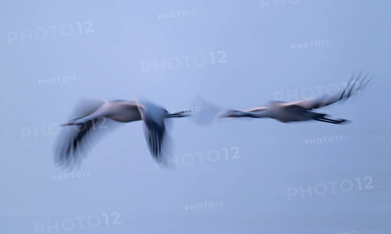 Crane (Grus grus), two cranes flying in morning light, motion blur, long exposure, moving, mopping effect, Lower Saxony, Germany