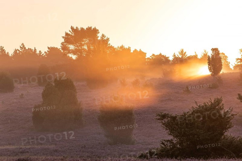 Golden light, sunbeams over the blooming Lüneburger Heide near Niederhaverbeck
