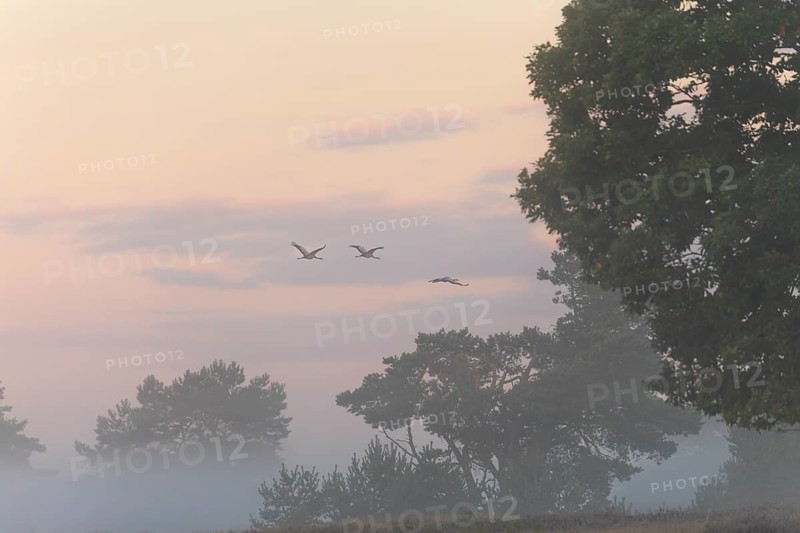 Cranes in morning fog over the blooming Lüneburger Heide near Niederhaverbeck