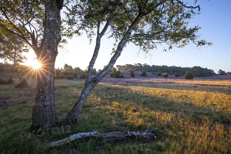 Golden sunbeams over the blooming Lüneburger Heide near Niederhaverbeck. Birch tree with sun star at sunrise