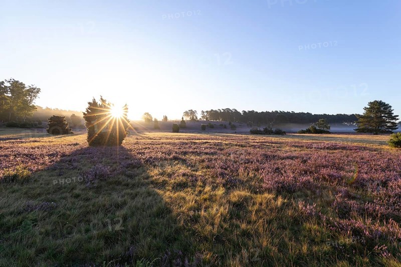 Golden sunbeams over the blooming Lüneburger Heide near Niederhaverbeck. Sun star over juniper at sunrise