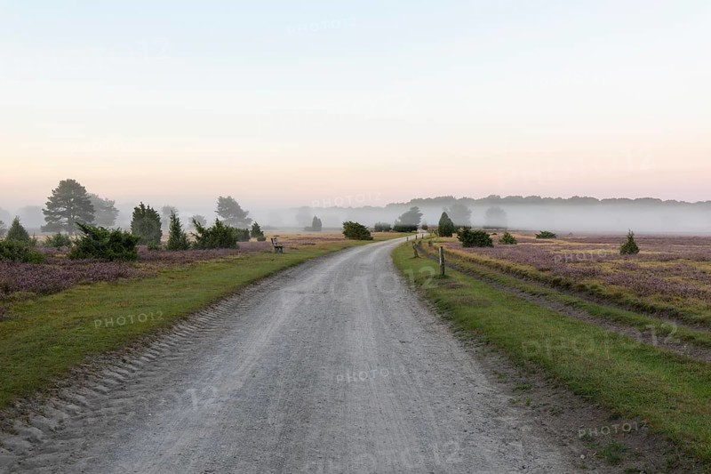 Enchanting morning atmosphere in August with fog in the blooming Lüneburger Heide near Niederhaverbeck. The way to Preising Heide